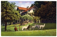 Wildpark Langenberg  1914