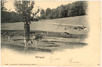 Wildpark Langenberg  1903