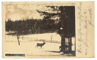 Wildpark Langenberg  1931