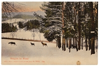 Wildpark Langenberg  1912