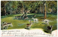 Wildpark Langenberg  1903