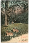 Wildpark Langenberg  1907