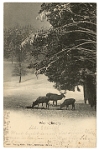 Wildpark Langenberg  1902