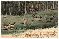 Wildpark Langenberg  19070