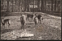 Wildpark Langenberg  1922