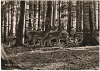 Wildpark Langenberg  1951