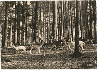Wildpark Langenberg  1955