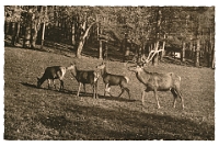 Wildpark Langenberg  1947