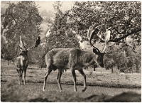 Wildpark Langenberg  1961