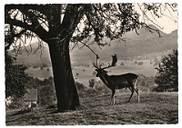Wildpark Langenberg  1967
