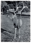 Wildpark Langenberg  1945