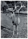 Wildpark Langenberg  1945