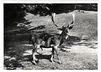 Wildpark Langenberg  1945