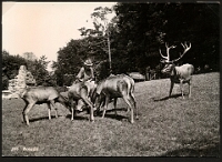 Langnauer Ansichtskarten  1950