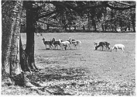 Wildpark Langenberg  1943