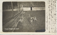 Wildpark Langenberg  1901