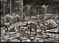 Wildpark Langenberg  1960