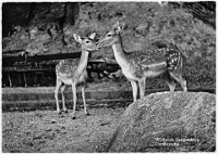 Wildpark Langenberg  1950