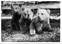 Wildpark Langenberg  1937