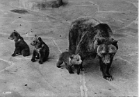 Wildpark Langenberg