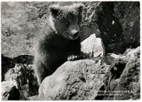 Wildpark Langenberg  1963