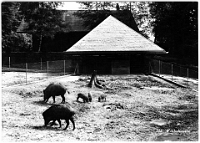 Wildpark Langenberg  1971