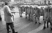 1987  Viehschau im Hinteralbis die Experten