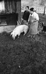 1974  Hinteralbis /  Metzgete bei Bauernfamilie Zaugg