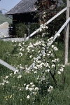 Katholische Kirche Langnau  Abbruch und Neubau 1967/68