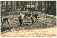 Wildpark Langenberg  1905