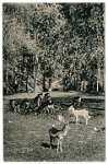Wildpark Langenberg  1918