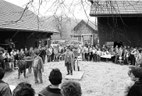 1988  Kniebreche Albis, Gantrufer Furrer versteigert das Vieh des Bauernbetriebes Habegger.