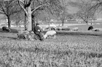 1975  Schäfer in der Rinderweid