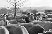 1977  Viehschau auf dem Parkplatz beim Wildpark Langenberg. v.lks Henri Baumann, Heinz Winzeler, Ruedi Baumann, Dominik von Rickenbach, und Viehschauexperten
