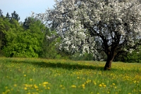 April  Rinderweid