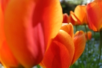 Mai  Tulpen