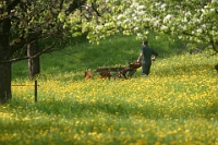 Juni  Rinderweid