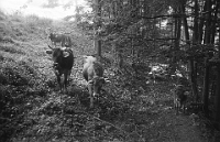 Juli  2.6.1984 / Kniebreche, Rinderweide
