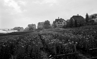 Mai  1971 / Grundstrasse. Blumenbeet der Gaertnerei Bacher