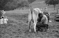 1973 Winterhalden  Bauer Schuler beim Melken auf der Weide : Winterhalden, Kühe melken, Schuler