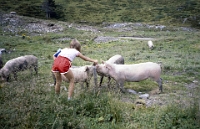 Schule Langnau 1982  Klassenlager 6. Kl. Obertschappina GR : Klassenlager 6. Kl. Obertschappina GR