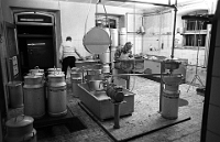 1980; Molkerei Langnau am Albis  Walter Weber in der Milchannahmestelle Langnau