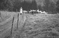 1994; Molkerei Langnau am Albis  Walter Weberbei seinen Schafen  im Ringgerrain