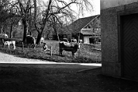 Langnau  1930 / Wolfgraben-Schwerzi