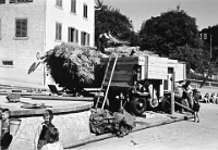 Langnau  um 1935 / Rapsdreschen
