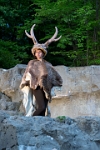 Wildgarten - Orellis Odyssee  Probenfotos im alten Bärengraben Freilichtaufführung zum 150. Jubiläum des Tierpark Langenber